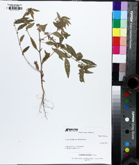 Acalypha gracilens image