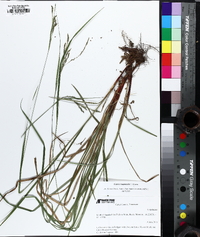 Carex roanensis image