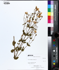 Sabatia angularis image