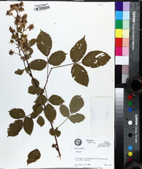 Rubus canadensis image