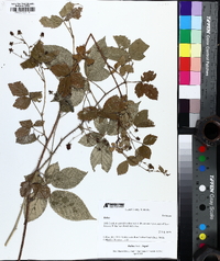 Rubus argutus image