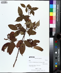 Rubus argutus image