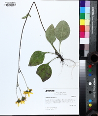 Helianthus atrorubens image