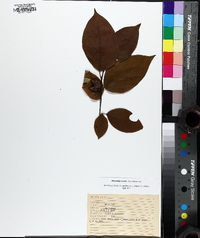 Stewartia ovata image