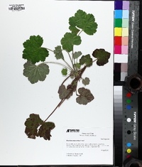 Heuchera macrorhiza image