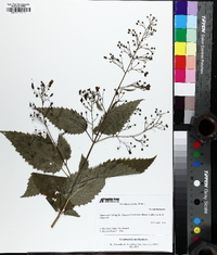 Scrophularia marilandica image