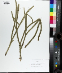 Lycopodiella alopecuroides image