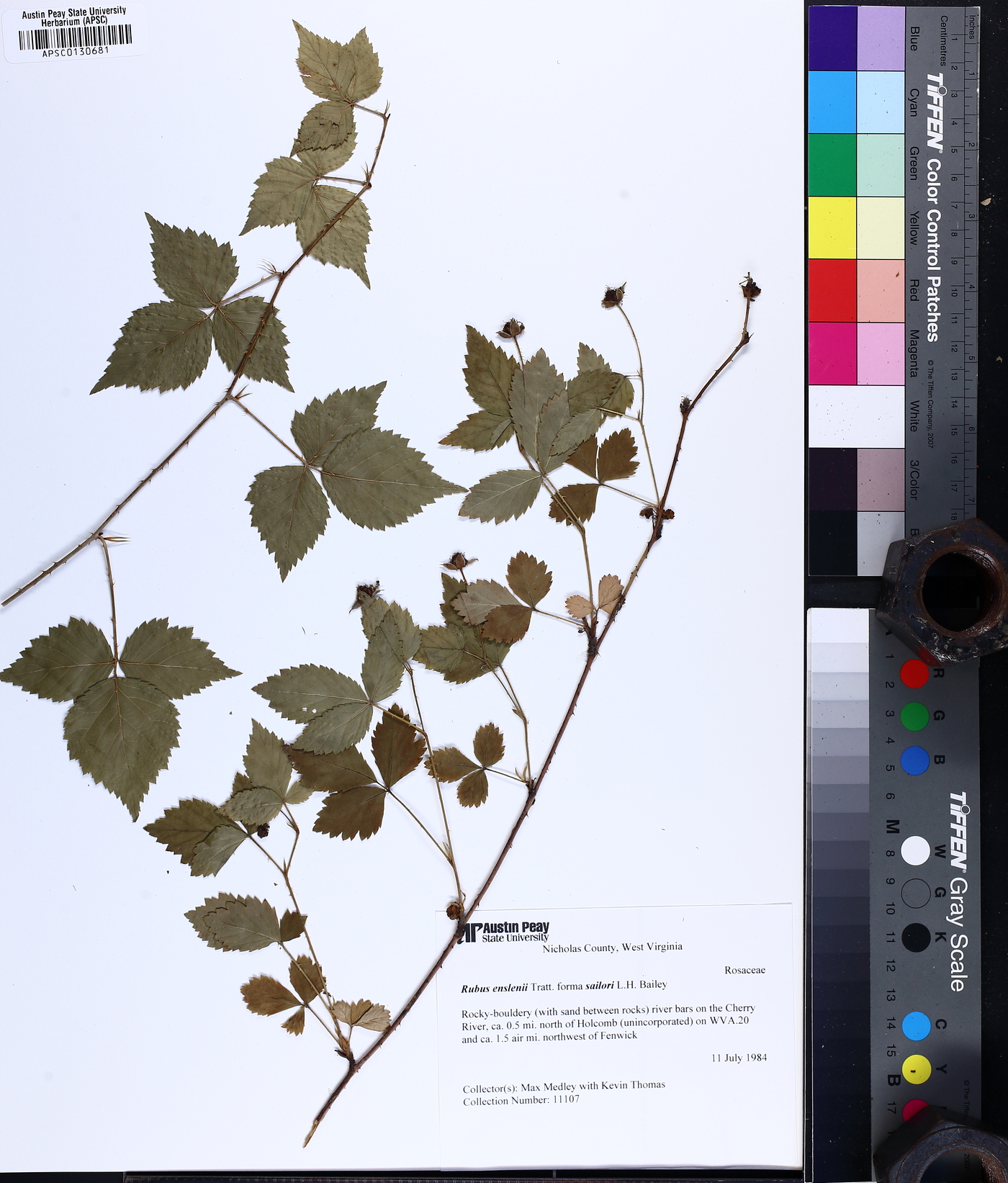 Rubus enslenii image