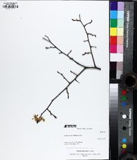 Prunus mexicana image