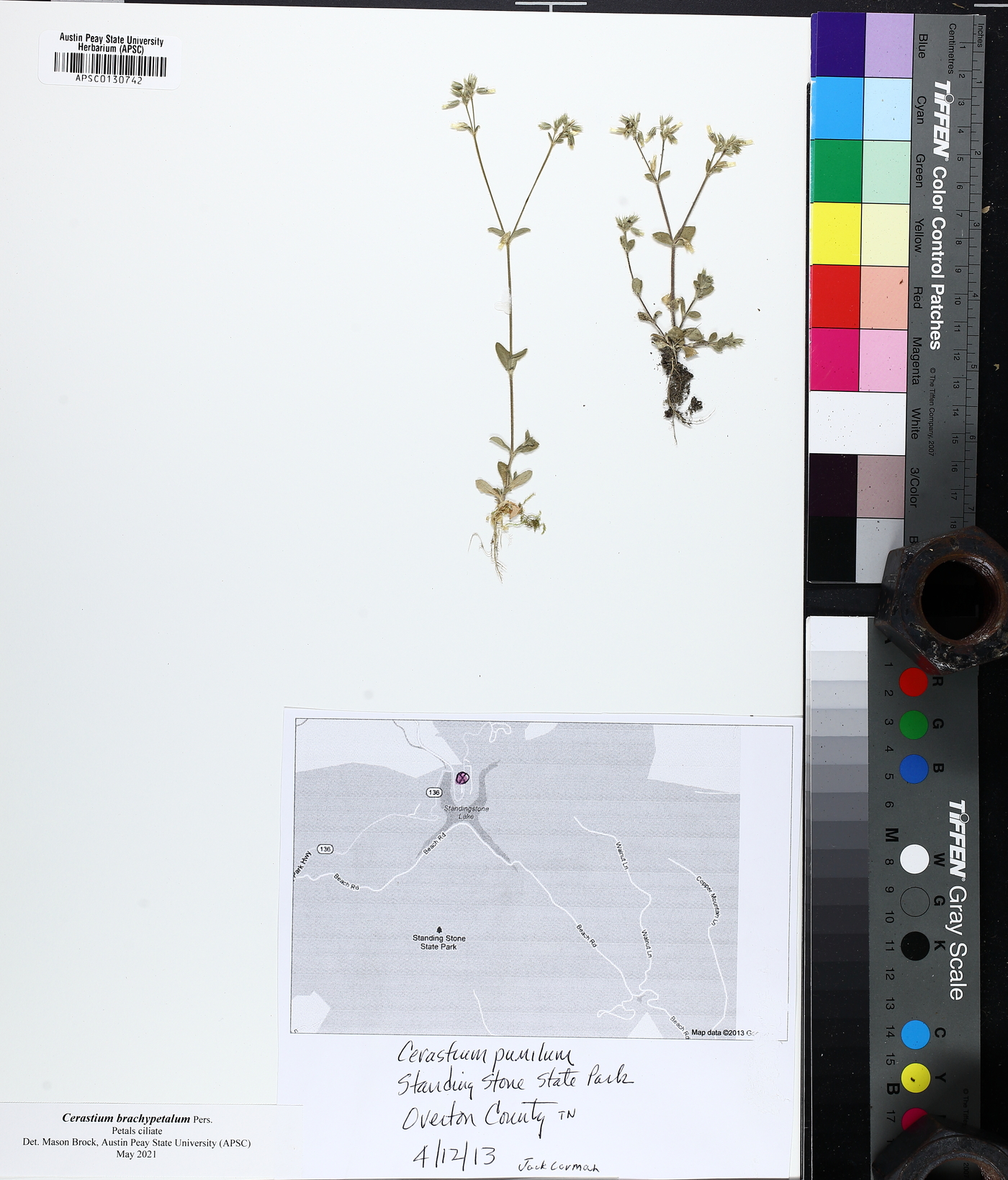 Cerastium brachypetalum image