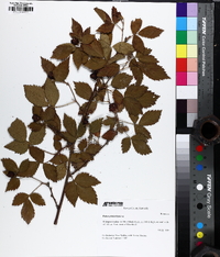 Rubus pensilvanicus image