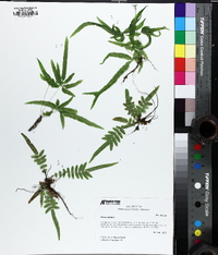 Pteris vittata image