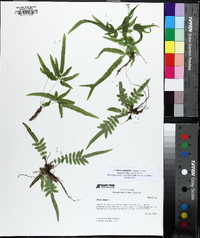 Pteris vittata image