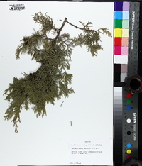 Chamaecyparis thyoides image