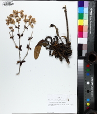 Eriogonum tomentosum image