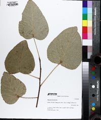 Populus heterophylla image