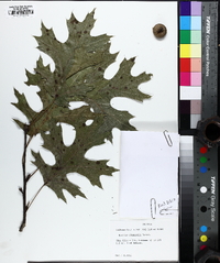 Quercus shumardii image