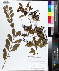 Ligustrum sinense image