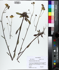 Helenium brevifolium image