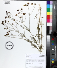 Coreopsis tinctoria image