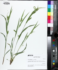 Carex glaucodea image