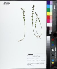 Scutellaria parvula image