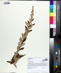 Spiraea tomentosa image