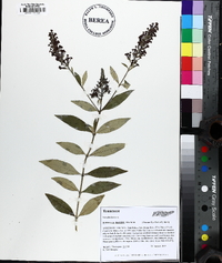 Buddleja davidii image