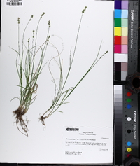 Carex texensis image