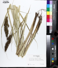 Carex crus-corvi image