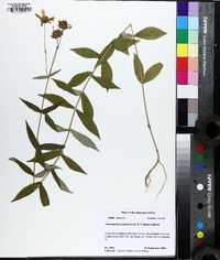 Jamesianthus alabamensis image