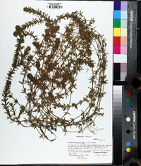 Hydrilla verticillata image