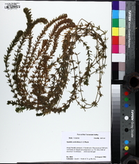 Hydrilla verticillata image