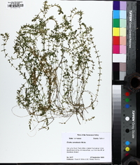 Elodea canadensis image