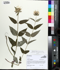 Monarda brevis image