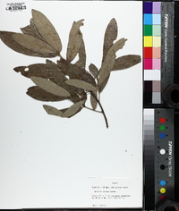 Quercus incana image