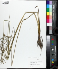 Juncus nodatus image