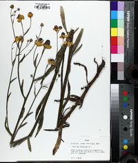 Helenium flexuosum image