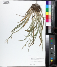 Carex laxiculmis image