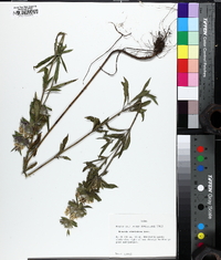 Monarda citriodora image