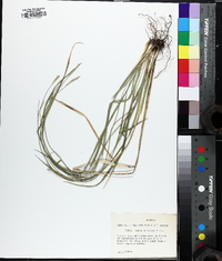 Carex striatula image