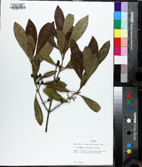 Osmanthus americanus image