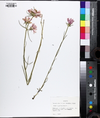 Sabatia gentianoides image