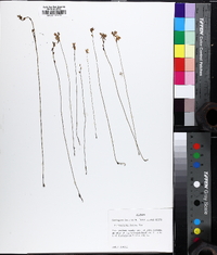 Utricularia juncea image