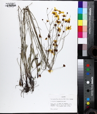 Coreopsis linifolia image