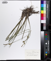 Carex turgescens image