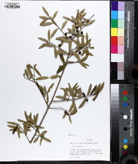 Ilex myrtifolia image