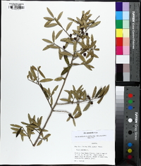 Ilex myrtifolia image