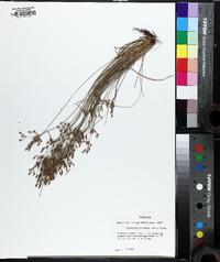 Fimbristylis annua image