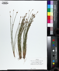 Eleocharis engelmannii image